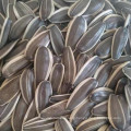 Sunflower Seeds 601 363 361 5009 for Egypt Iraq Turkey Iran, Dubai Uzbekistan import market